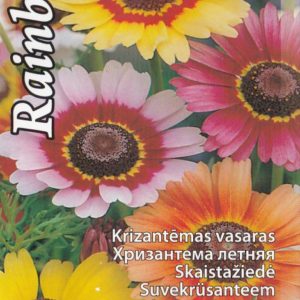 Sēklas krizantēmas vasaras Rainbow jauktas 1g